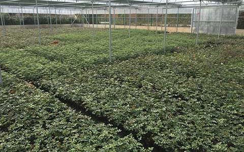 月季苗圃用什么除草剂