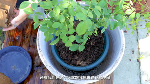 夏季月季黄叶是什么原因，怎么处理
