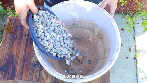 夏季月季黄叶是什么原因，怎么处理