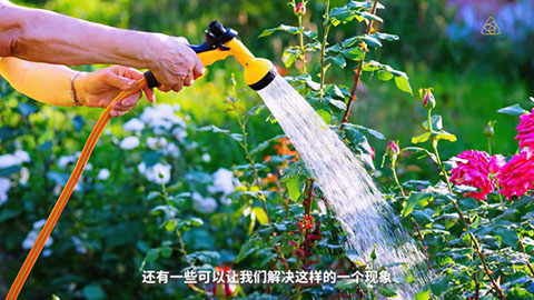 夏季月季黄叶是什么原因，怎么处理