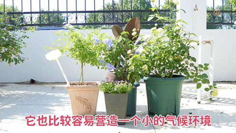 夏季月季黄叶是什么原因，怎么处理