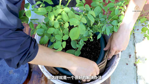 夏季月季黄叶是什么原因，怎么处理