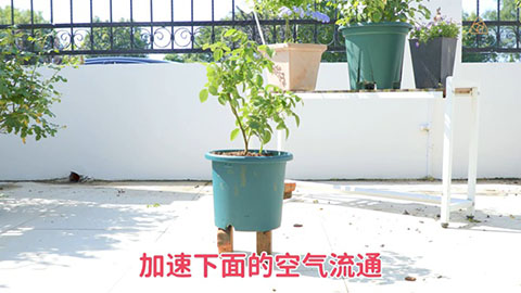 夏季月季黄叶是什么原因，怎么处理