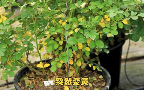 夏季月季黄叶是什么原因，怎么处理