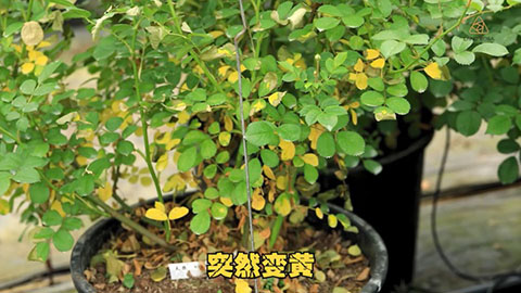 夏季月季黄叶是什么原因，怎么处理