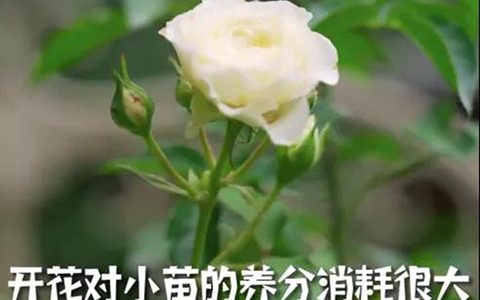 月季小苗快速养壮方法及步骤