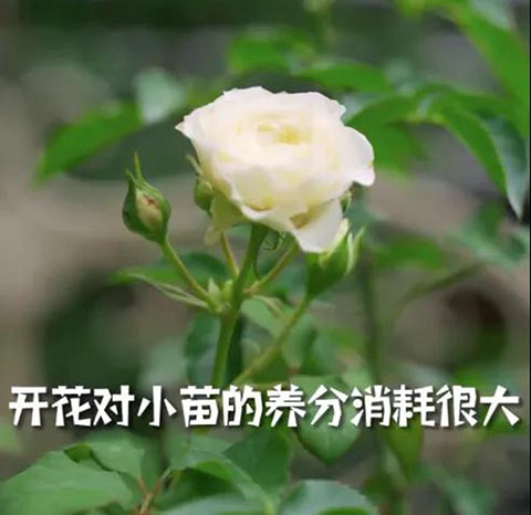 月季小苗快速养壮方法及步骤 月季小苗快速养壮方法及步骤