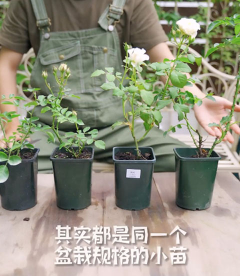 月季小苗快速养壮方法及步骤 月季小苗快速养壮方法及步骤