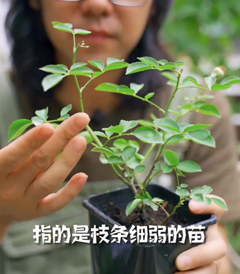 月季小苗快速养壮方法及步骤 月季小苗快速养壮方法及步骤