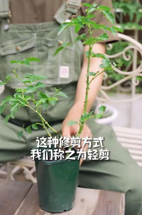 月季小苗快速养壮方法及步骤 月季小苗快速养壮方法及步骤