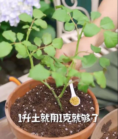 月季小苗快速养壮方法及步骤 月季小苗快速养壮方法及步骤