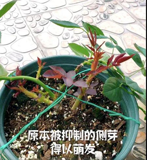 月季小苗快速养壮方法及步骤 月季小苗快速养壮方法及步骤
