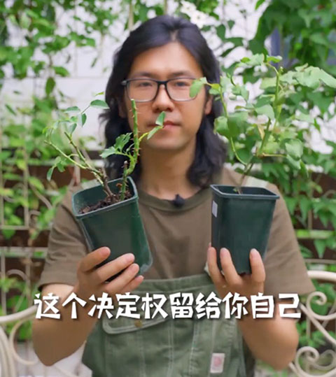 月季小苗快速养壮方法及步骤 月季小苗快速养壮方法及步骤