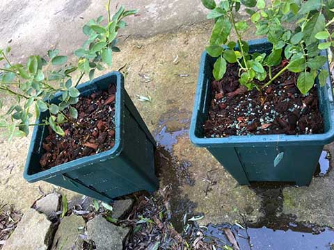 地栽月季花的养殖方法
