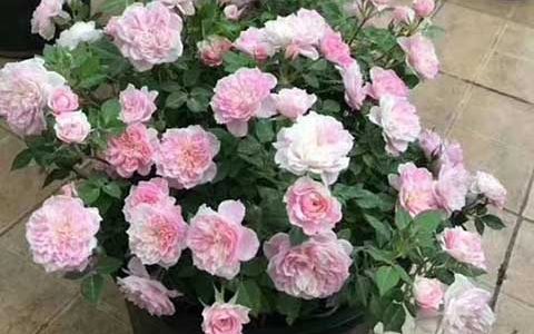 家里养月季带刺的花好不好