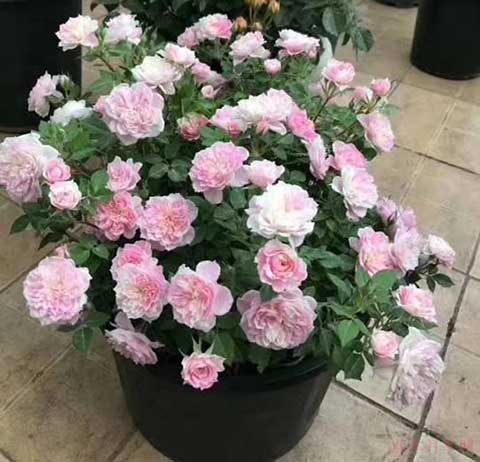 家里养月季带刺的花好不好 家里养月季带刺的花好不好