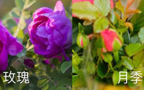 玫瑰花与月季花怎么鉴别？注意3个方面就行~