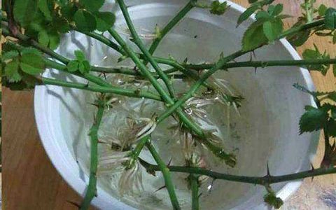 月季花枝条泡水里多久才生根