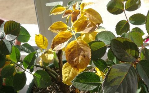 月季花出现黄叶病叶怎么根治