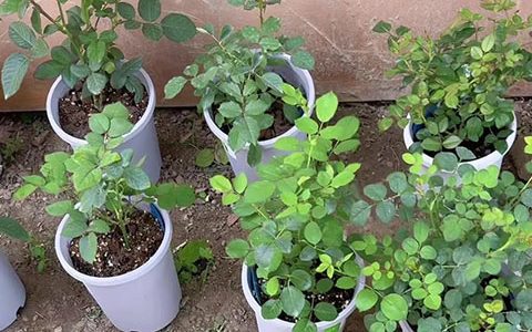 10个花友9个问，牙签苗怎么才能开爆盆