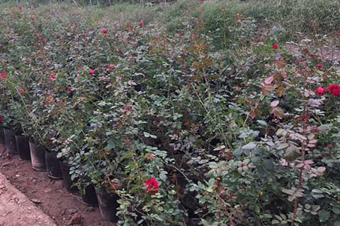 盆栽月季花什么时候打顶 盆栽月季花什么时候打顶