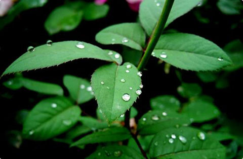 玫瑰花与月季花怎么鉴别?注意3个方面就行~ 玫瑰花与月季花怎么鉴别?注意3个方面就行~