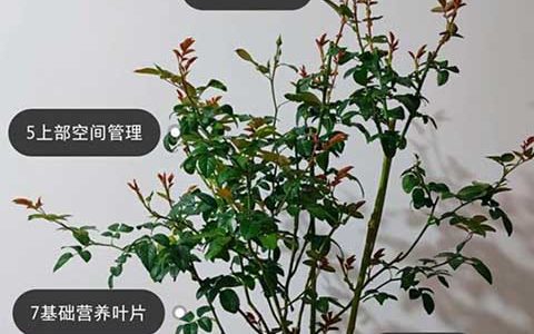 一张图详细教你怎么打造爆花盆栽月季