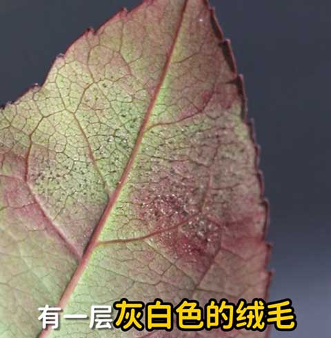 月季霜霉病的症状以及防治方法