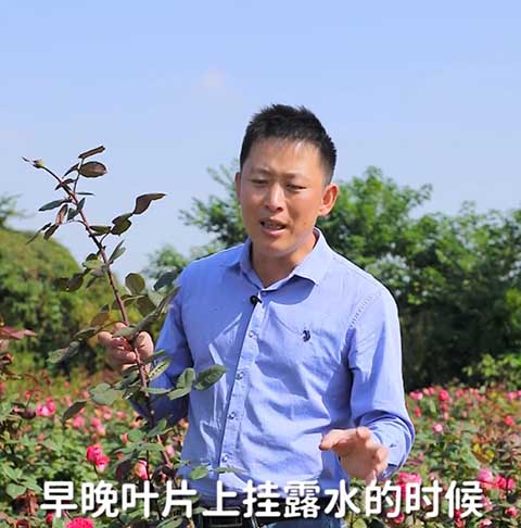 月季霜霉病的症状以及防治方法