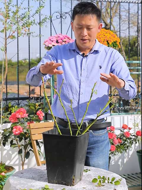 冬天月季什么时候开始强剪