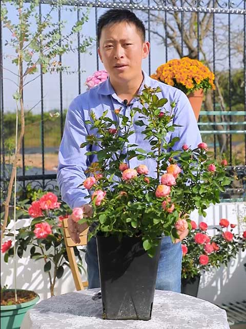 冬天月季什么时候开始强剪
