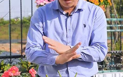 冬天月季什么时候开始强剪