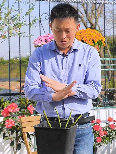 冬天月季什么时候开始强剪