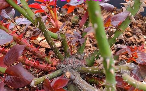 春秋季月季花后常规促笋方法