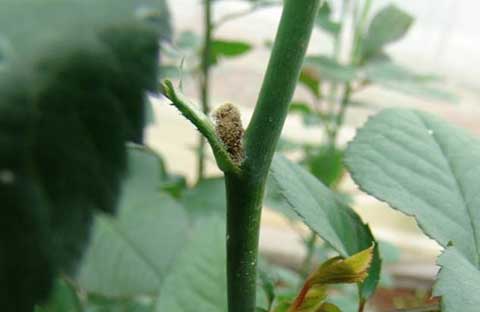 月季常见的病虫害特征及防治方法