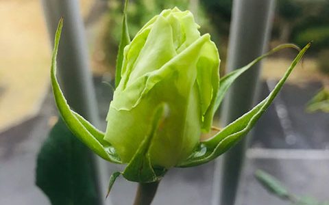 薄荷茶
