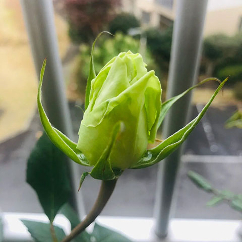 薄荷茶