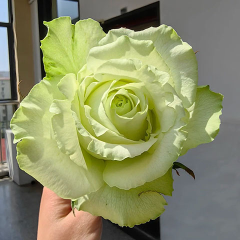 薄荷茶