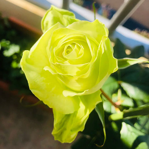 薄荷茶