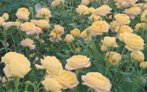 中国芯月季新品种“回家”续写花卉归乡情