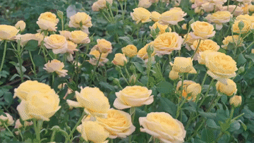 中国芯月季新品种“回家”续写花卉归乡情