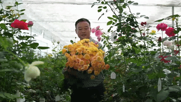 中国芯月季新品种“回家”续写花卉归乡情